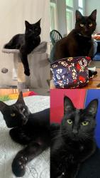 Reunited Female Cat last seen Chastain and Canton roads near Walgreens, Marietta, GA 30066
