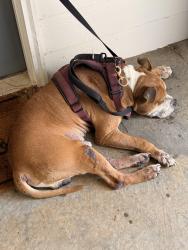 Found/Stray Male Dog last seen Inside complex , Greensboro, NC 27409