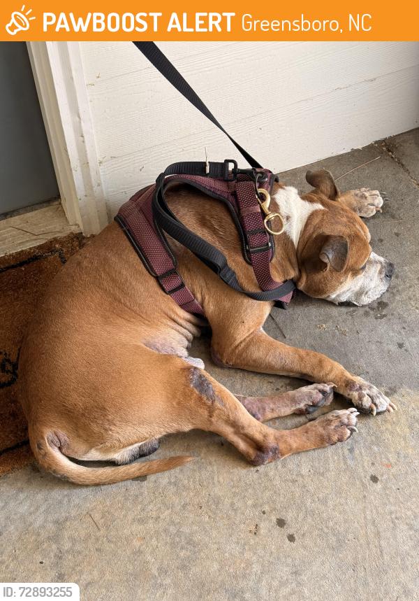 Found/Stray Male Dog last seen Inside complex , Greensboro, NC 27409