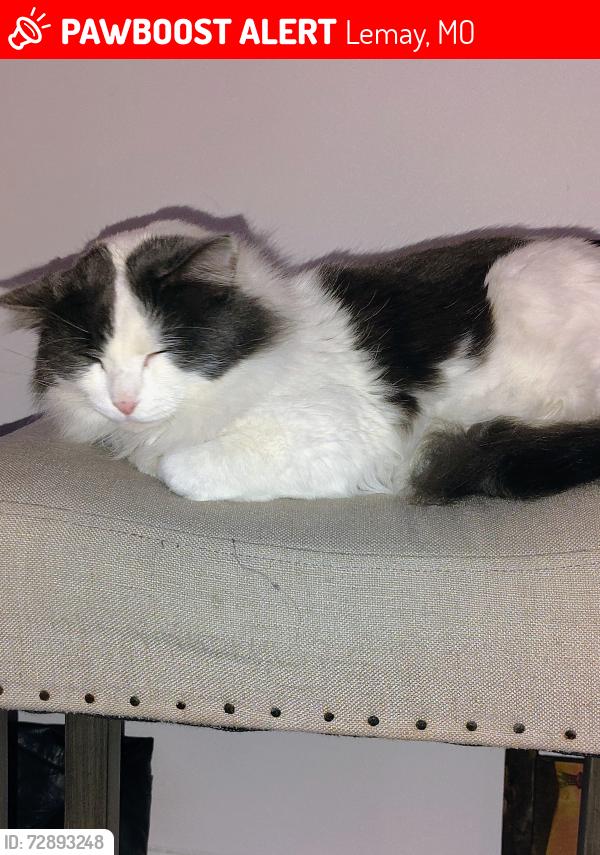 Lost Female Cat last seen Aldi Lemay Bobring and Lemay Ferry, Lemay, MO 63125