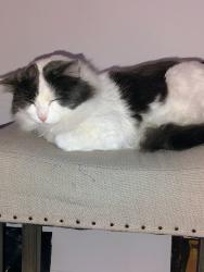 Lost Female Cat last seen Aldi Lemay Bobring and Lemay Ferry, Lemay, MO 63125