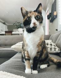 Lost Female Cat last seen Evian Drive and Willows Avenue, Murrieta, CA 92563