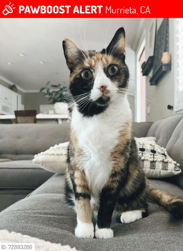 Lost Female Cat last seen Evian Drive and Willows Avenue, Murrieta, CA 92563