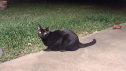 Lost Male Cat last seen Worthington and Eastbourne Ln , Pearland, TX 77584