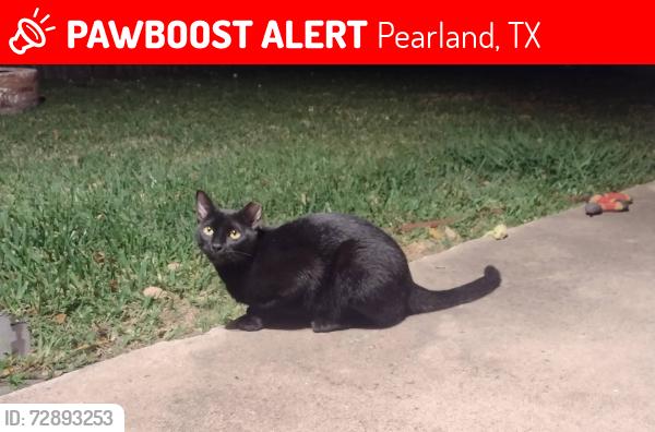 Lost Male Cat last seen Worthington and Eastbourne Ln , Pearland, TX 77584