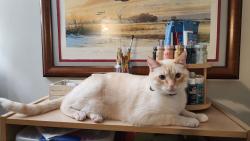 Reunited Male Cat last seen Evans Rd and 206th St, Tonganoxie, KS 66086