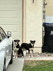 Lost Male Dog last seen Rancho del rey, Chula Vista, CA 91910