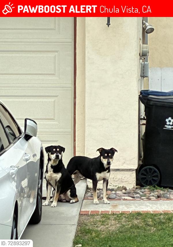 Lost Male Dog last seen Rancho del rey, Chula Vista, CA 91910