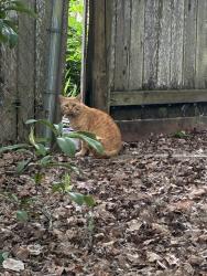 Found/Stray Unknown Cat last seen 23rd and Cleveland St, Eugene, OR 97405