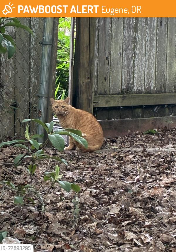 Found/Stray Unknown Cat last seen 23rd and Cleveland St, Eugene, OR 97405