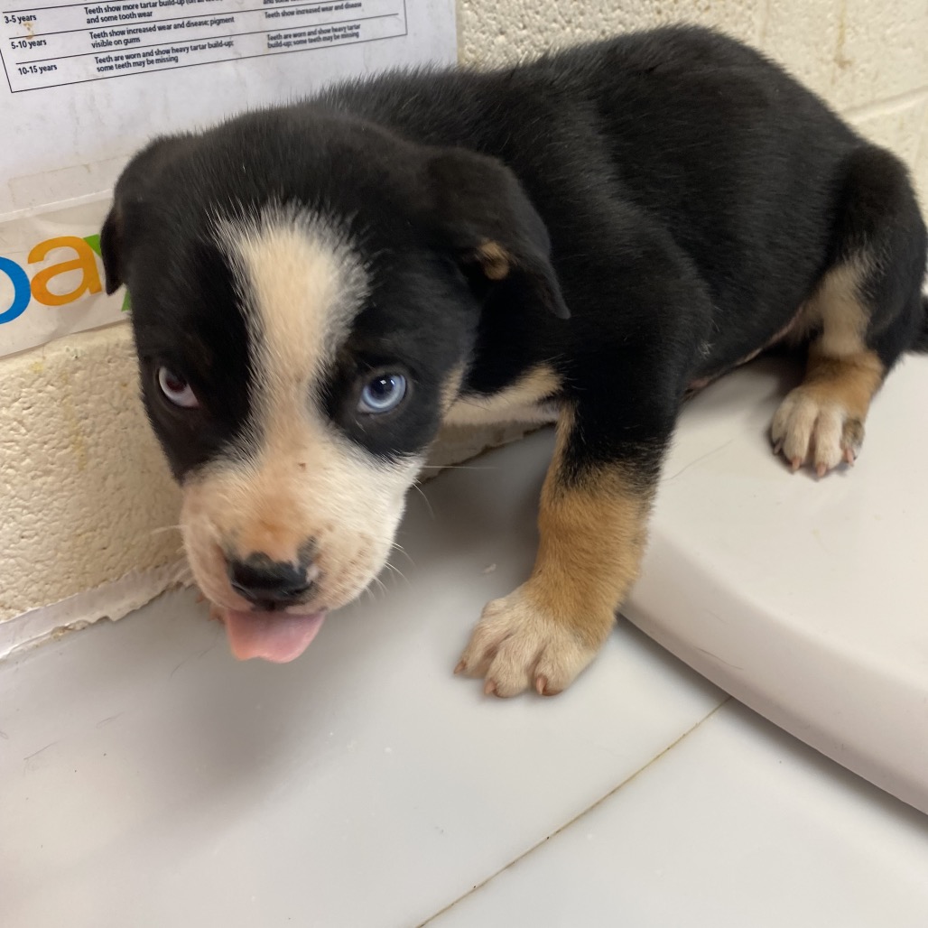 Shelter Stray Male Dog last seen , Memphis, TN 38133