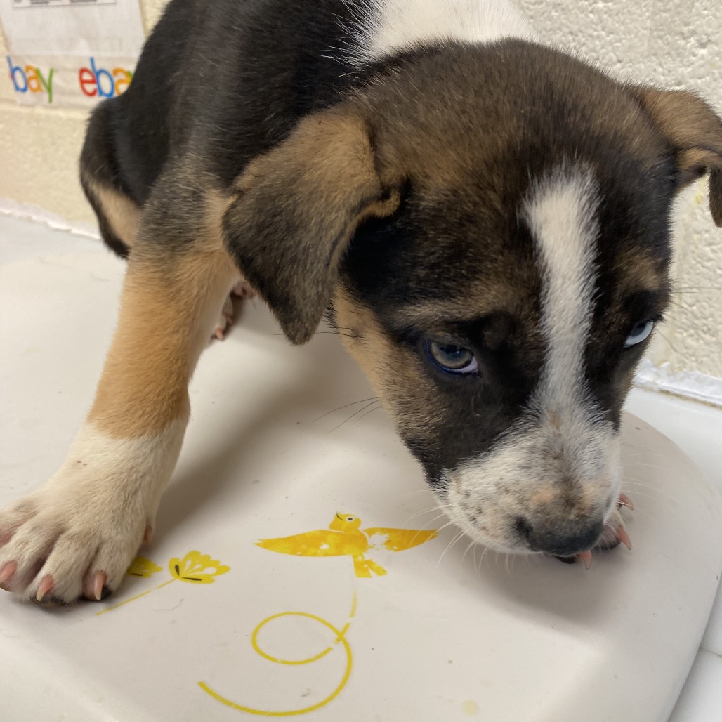 Shelter Stray Male Dog last seen , Memphis, TN 38133