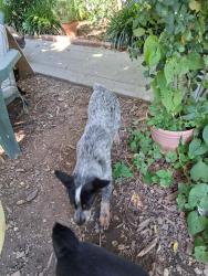Found/Stray Male Dog last seen Dry Creek & Elkhorn,  Rio Linda, Rio Linda, CA 95673