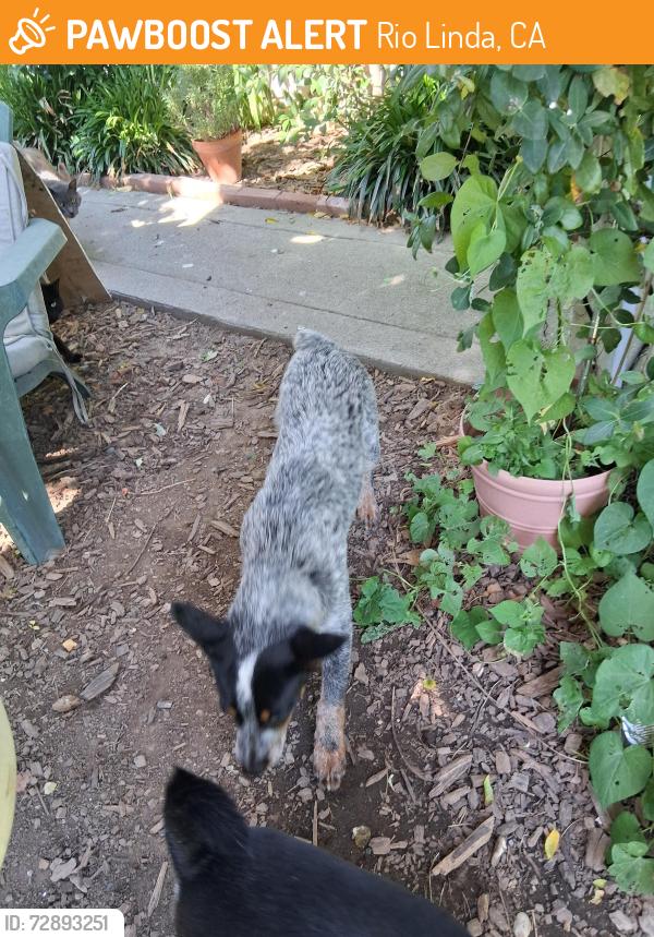 Found/Stray Male Dog last seen Dry Creek & Elkhorn,  Rio Linda, Rio Linda, CA 95673