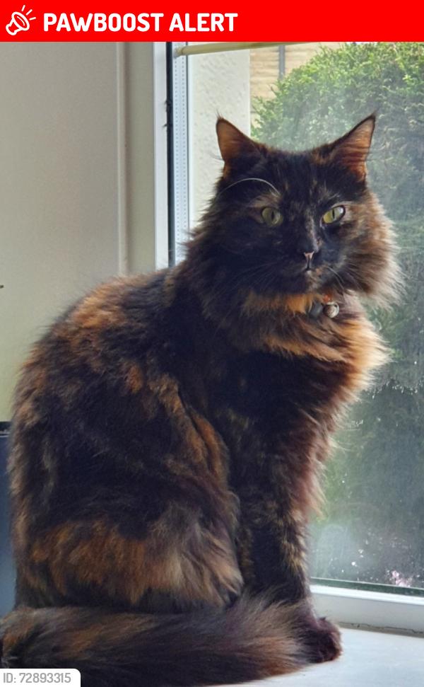 Lost Female Cat last seen Heywood road, Castleton, Greater Manchester, England OL11 3BT