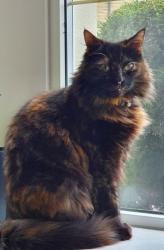Lost Female Cat last seen Heywood road, Castleton, Greater Manchester, England OL11 3BT