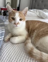 Lost Male Cat last seen S Tejas, Ida, and Martha Ln, Nipomo, CA 93444