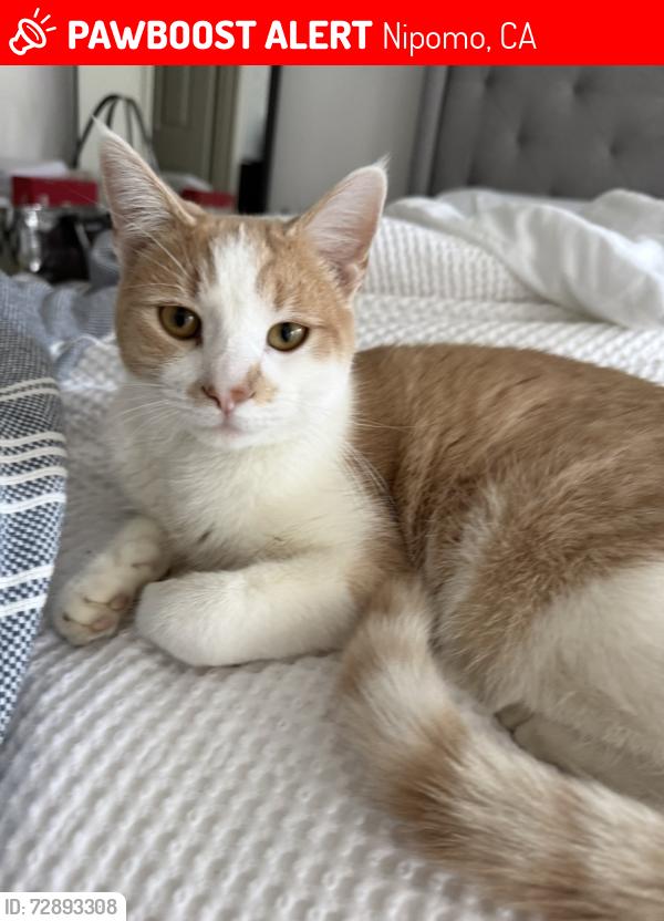 Lost Male Cat last seen S Tejas, Ida, and Martha Ln, Nipomo, CA 93444