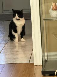 Lost Male Cat last seen Westforest trail and highland rd west intersection , Kitchener, ON N2N 3J3