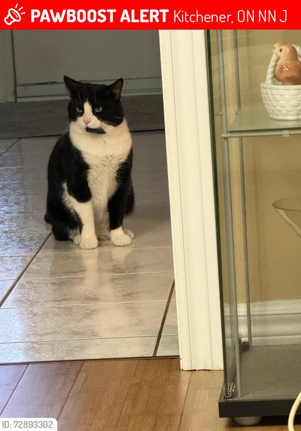 Lost Male Cat last seen Westforest trail and highland rd west intersection , Kitchener, ON N2N 3J3