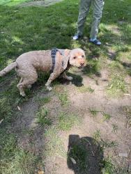Found/Stray Female Dog last seen Heritage park, Farmington Hills, MI 48335