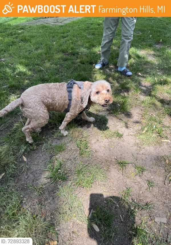 Found/Stray Female Dog last seen Heritage park, Farmington Hills, MI 48335