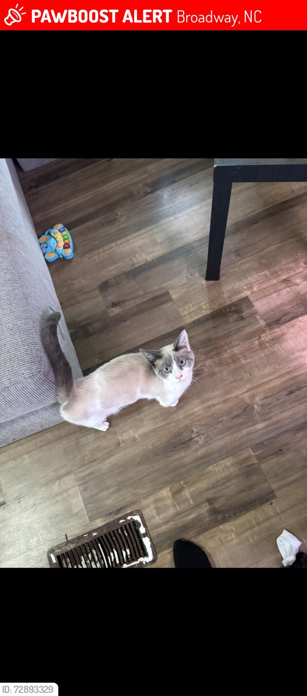Lost Female Cat last seen Rosser Pitman rd, McDougald Rd, Broadway, NC 28368