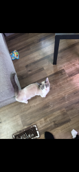 Lost Female Cat last seen Rosser Pitman rd, McDougald Rd, Broadway, NC 28368