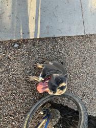 Found/Stray Male Dog last seen 7th Av / Bell Rd, Phoenix, AZ 85023