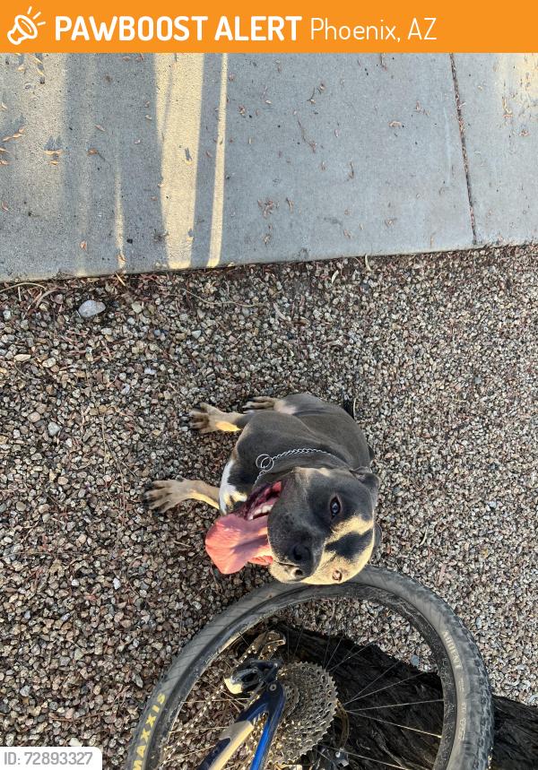 Found/Stray Male Dog last seen 7th Av / Bell Rd, Phoenix, AZ 85023