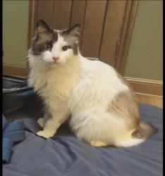 Reunited Male Cat last seen Reservoir Blvd., Columbia Heights, MN 55421