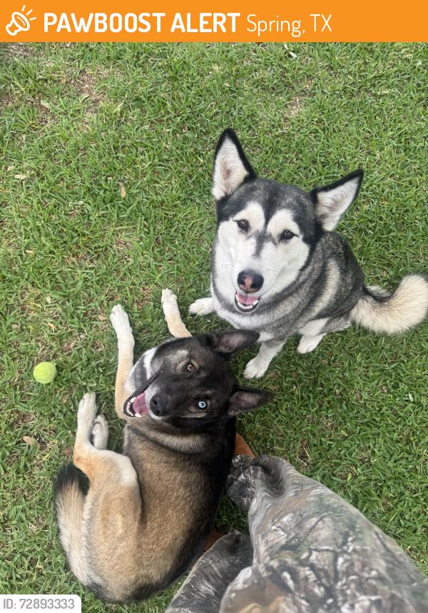 Found/Stray Female Dog last seen A neighbor off of Spring Cypress and Stuebner Airline, Spring, TX 77373