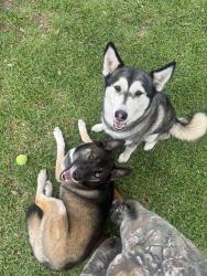 Found/Stray Female Dog last seen A neighbor off of Spring Cypress and Stuebner Airline, Spring, TX 77373