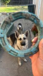 Lost Male Dog last seen Stanton & Whitaker st , Buena Park, CA 90621