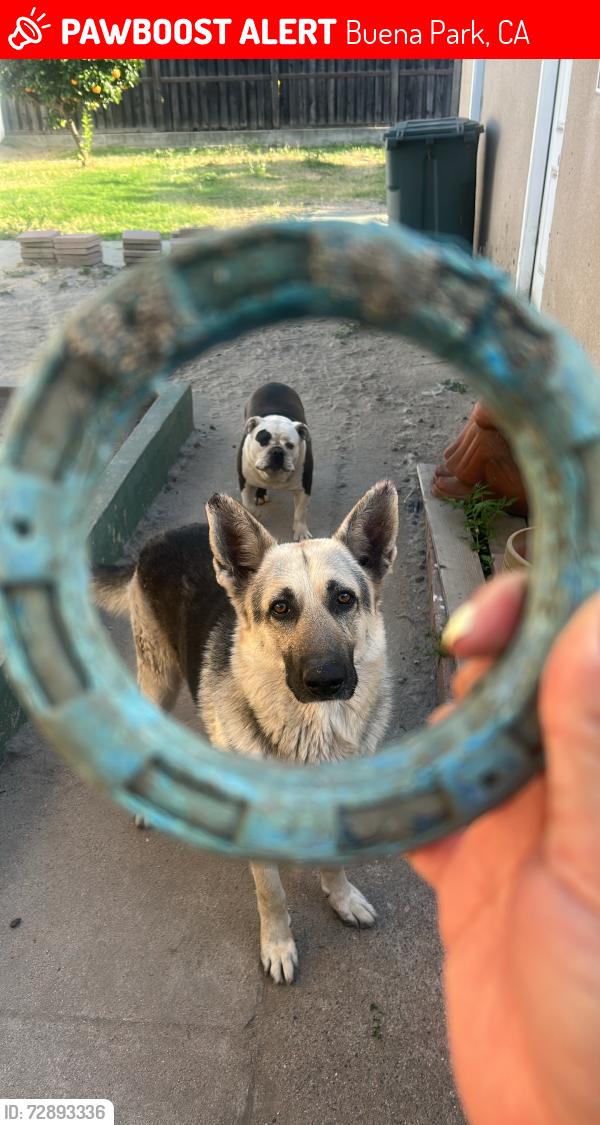 Lost Male Dog last seen Stanton & Whitaker st , Buena Park, CA 90621