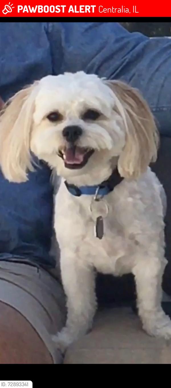 Lost Female Dog last seen Kristy lane, Centralia, IL 62801