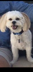 Lost Female Dog last seen Kristy lane, Centralia, IL 62801