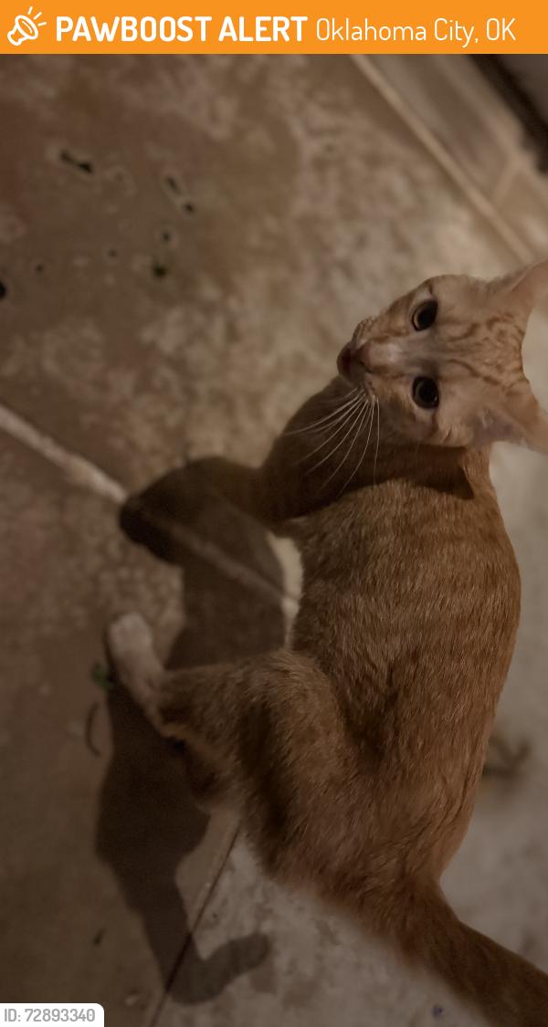 Found/Stray Male Cat last seen Western and Glenwood Ave, Oklahoma City, OK 73120