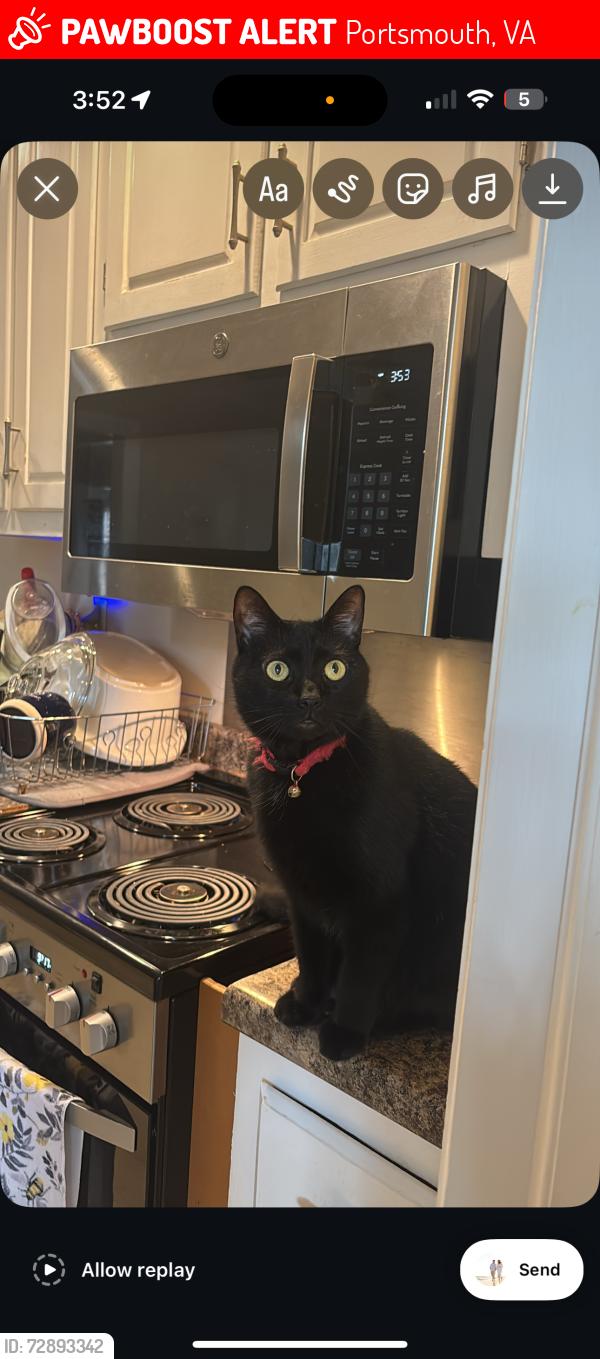 Lost Male Cat last seen north and court street portsmouth va , Portsmouth, VA 23704