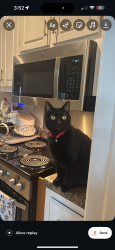 Lost Male Cat last seen north and court street portsmouth va , Portsmouth, VA 23704