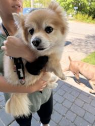 Found/Stray Male Dog last seen Liberty and forest, Braintree, MA 02184