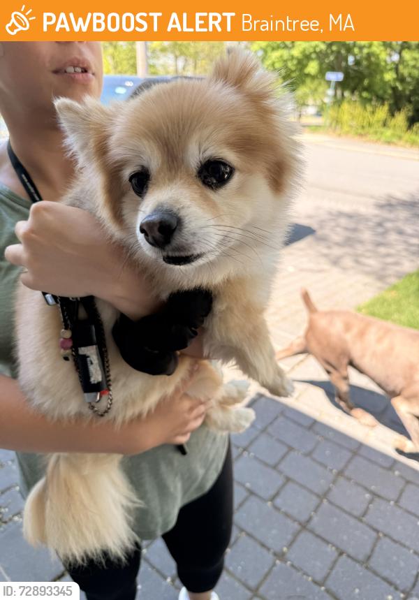 Found/Stray Male Dog last seen Liberty and forest, Braintree, MA 02184