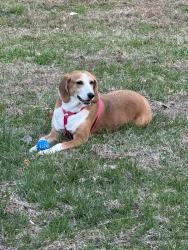 Reunited Female Dog last seen Packard Drive and Persian Court, Woodbridge, VA 22193
