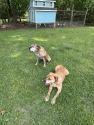 Found/Stray Unknown Dog last seen Skyland Elementary School, Greer, SC 29650