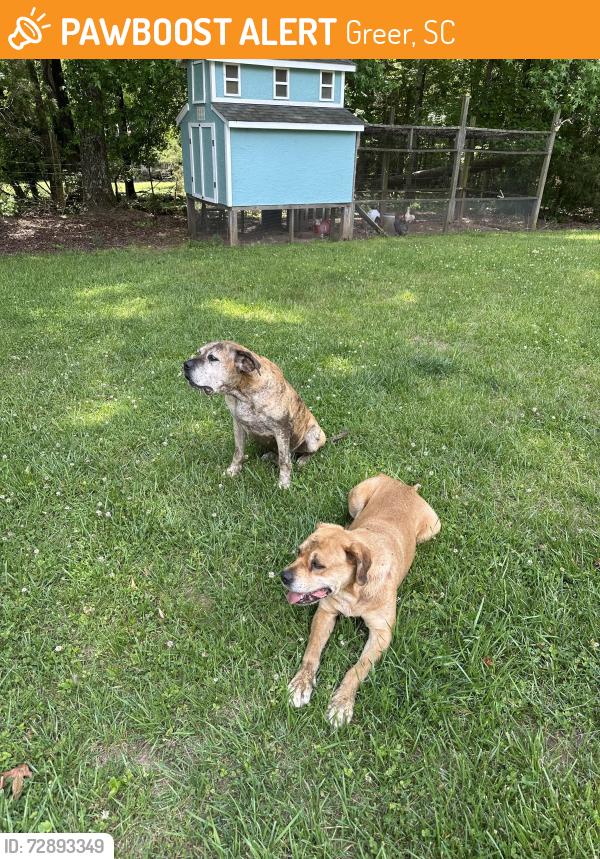 Found/Stray Unknown Dog last seen Skyland Elementary School, Greer, SC 29650