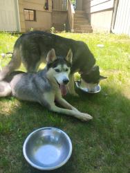 Reunited Female Dog last seen Edrow, Bristol, CT 06010