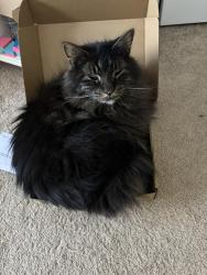 Lost Male Cat last seen Mayapple Lane and Timber Drive, Elizabethtown, KY 42701