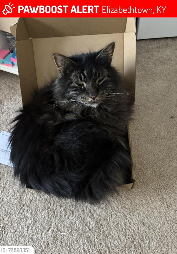 Lost Male Cat last seen Mayapple Lane and Timber Drive, Elizabethtown, KY 42701