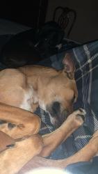 Lost Male Dog last seen Oakland rd, Lawrenceville, GA 30044