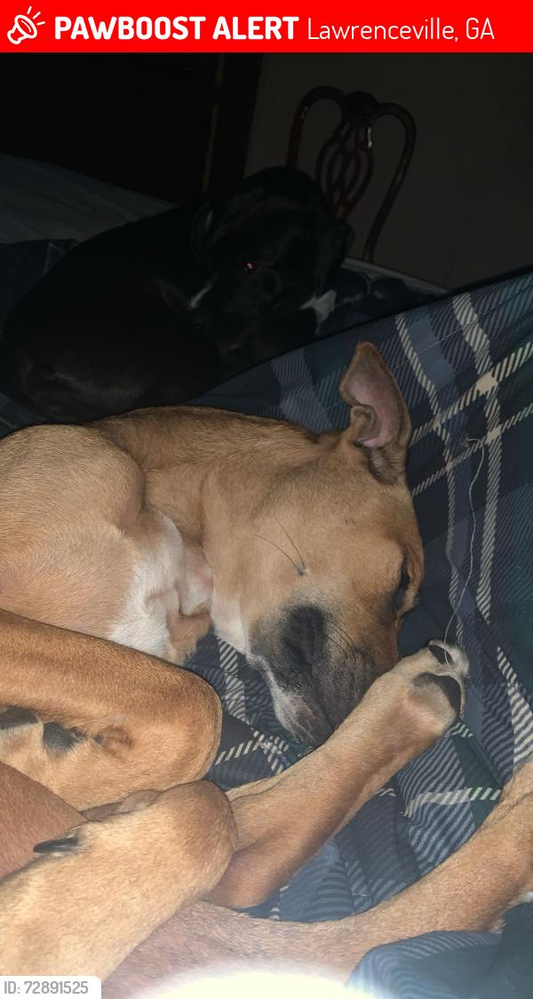 Lost Male Dog last seen Oakland rd, Lawrenceville, GA 30044